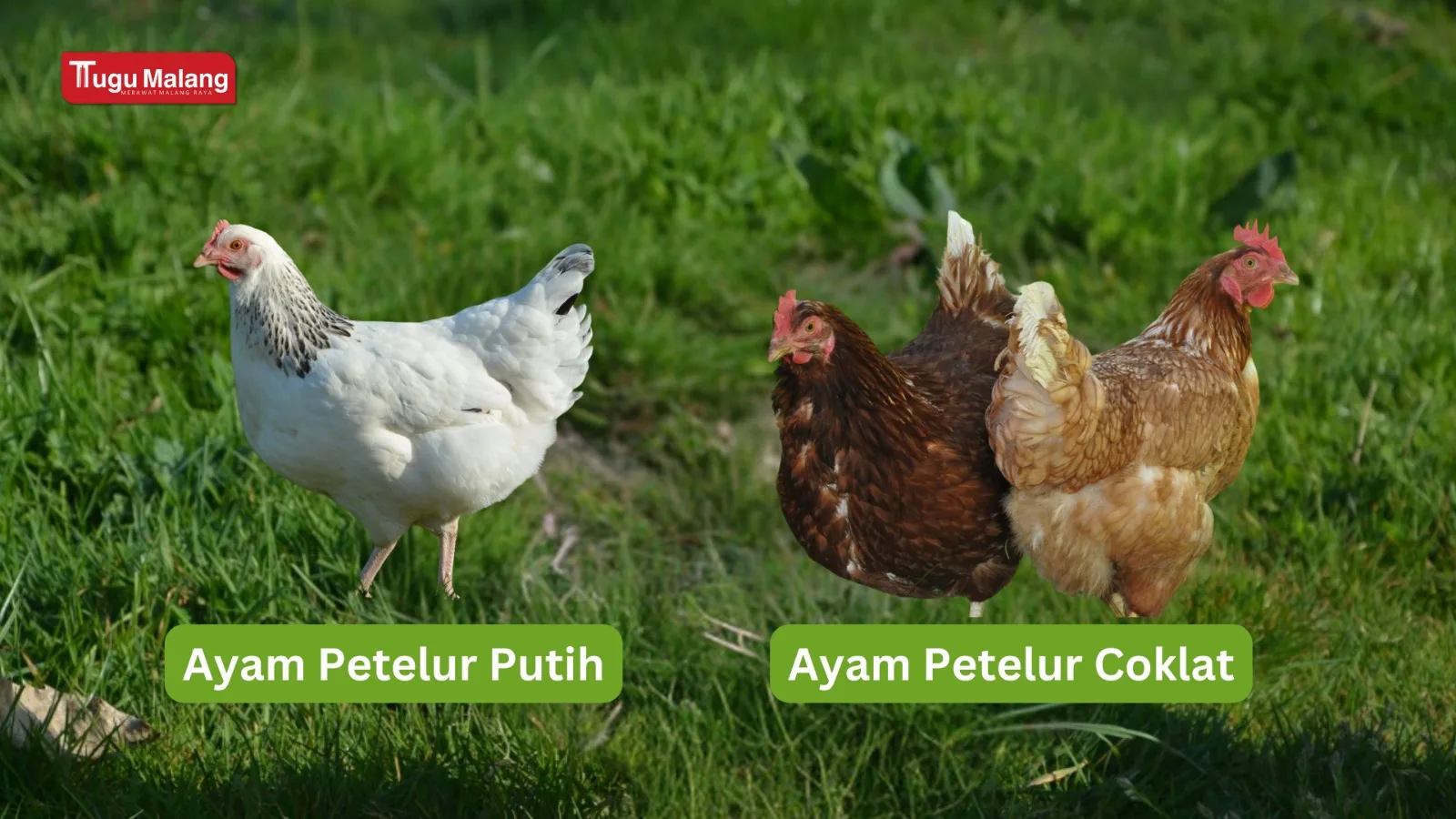 Memilih Jenis Ayam