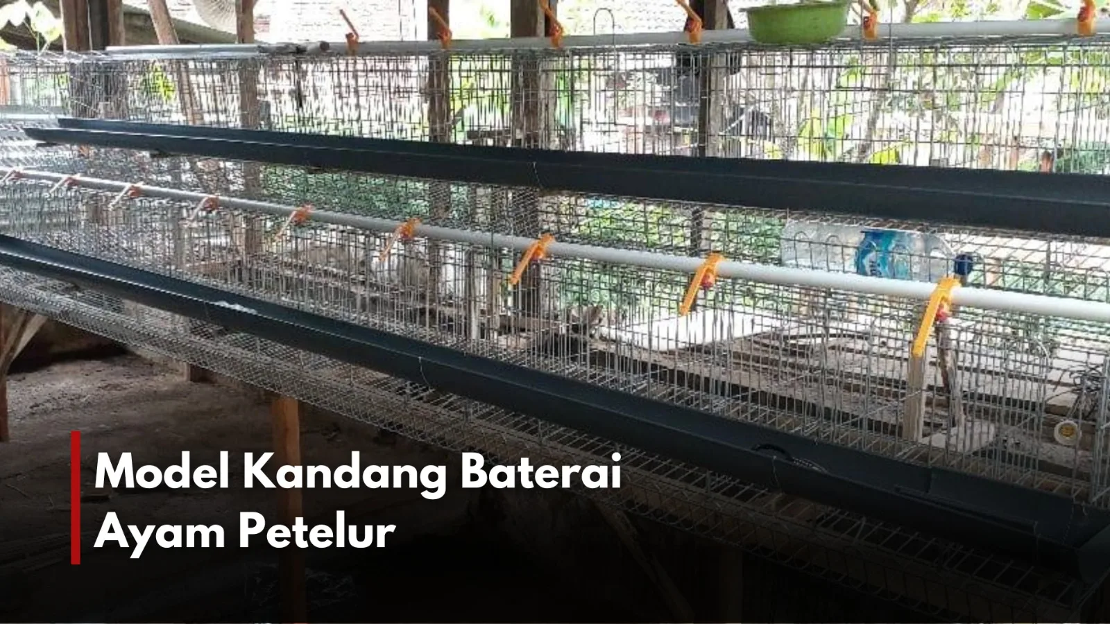 Menyiapkan model kandang