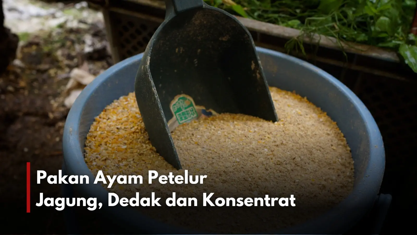 Pakan menjadi kunci sukses