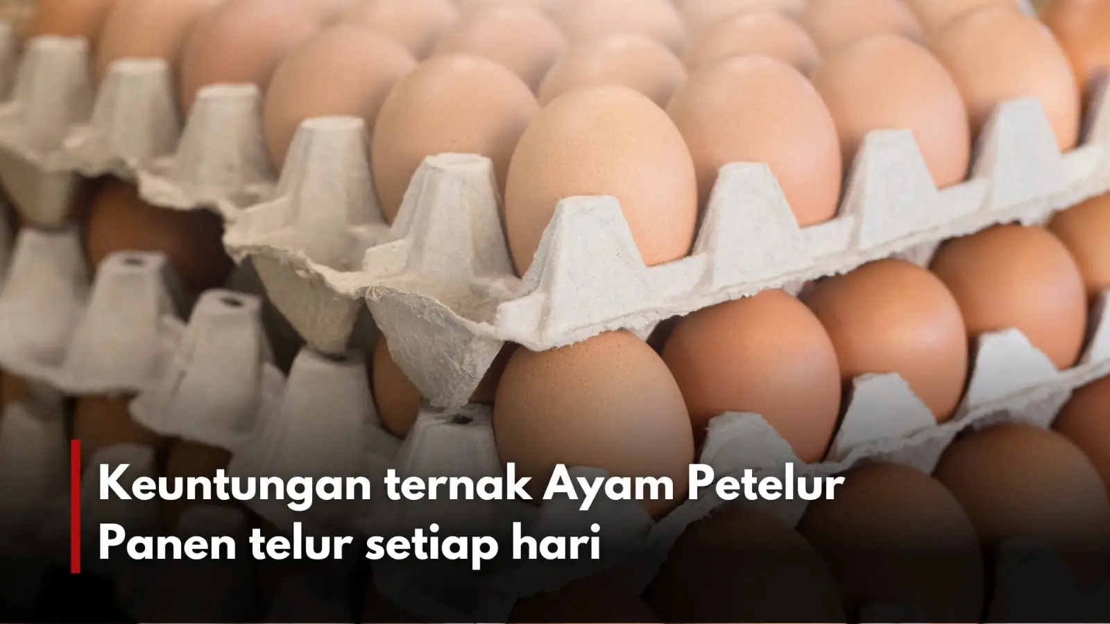 Keuntungan ternak ayam petelur