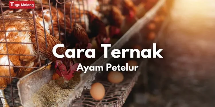 cara ternak ayam petelur