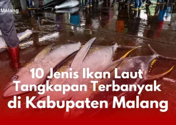 Beberapa jenis ikan di Kabupaten Malang dengan jumlah tangkapan terbanyak tahun 2022.