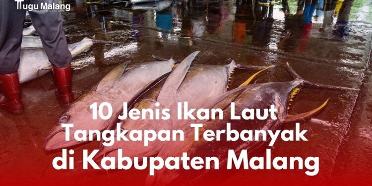 Beberapa jenis ikan di Kabupaten Malang dengan jumlah tangkapan terbanyak tahun 2022.