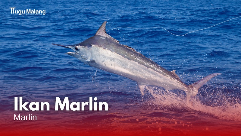 Ikan Marlin, ikonik para mancing mania yang jadi salah satu tangkapan terbesar di Kab Malang. 