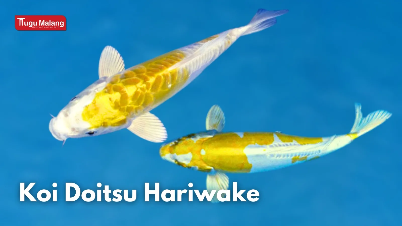 Koi Doitsu Hariwake.