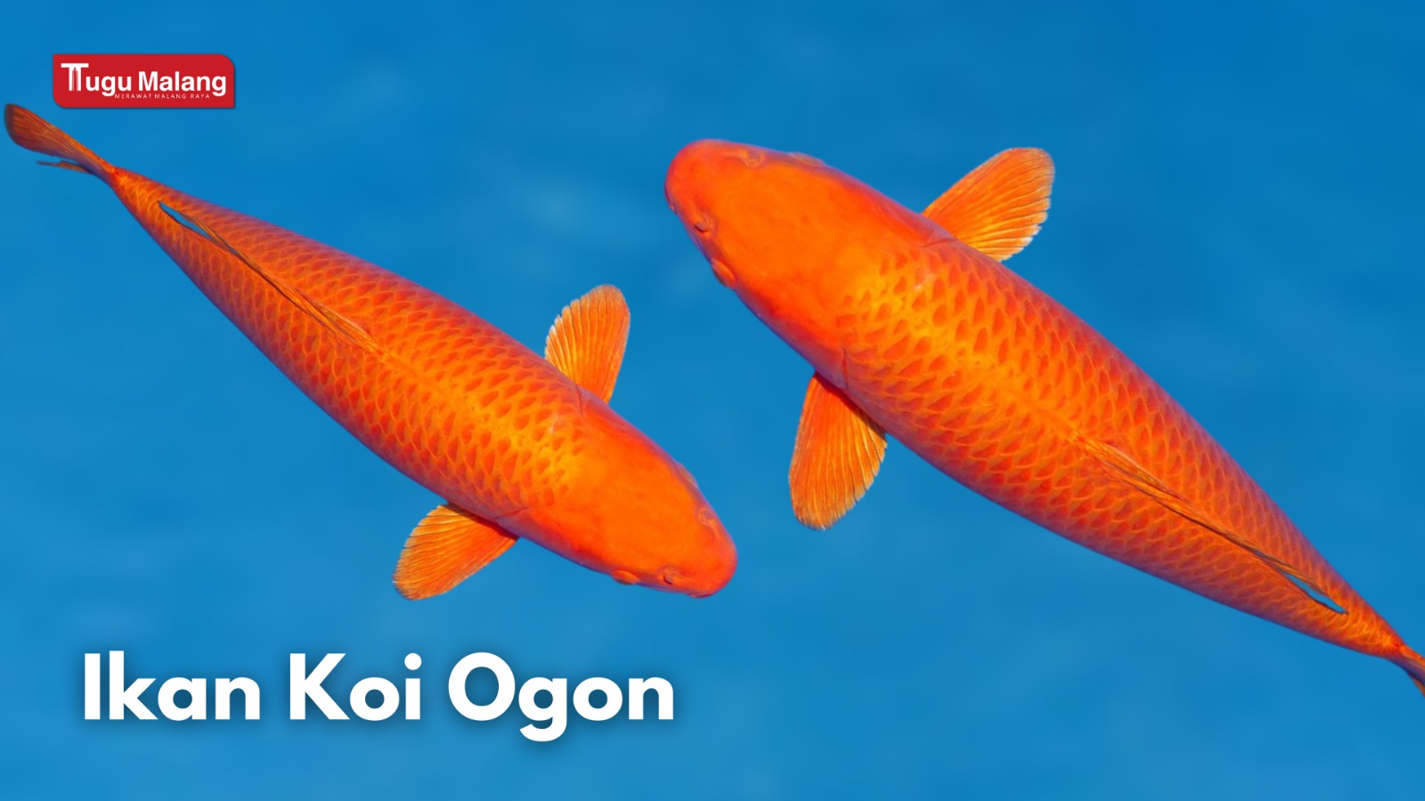 Ikan Koi Ogon. 
