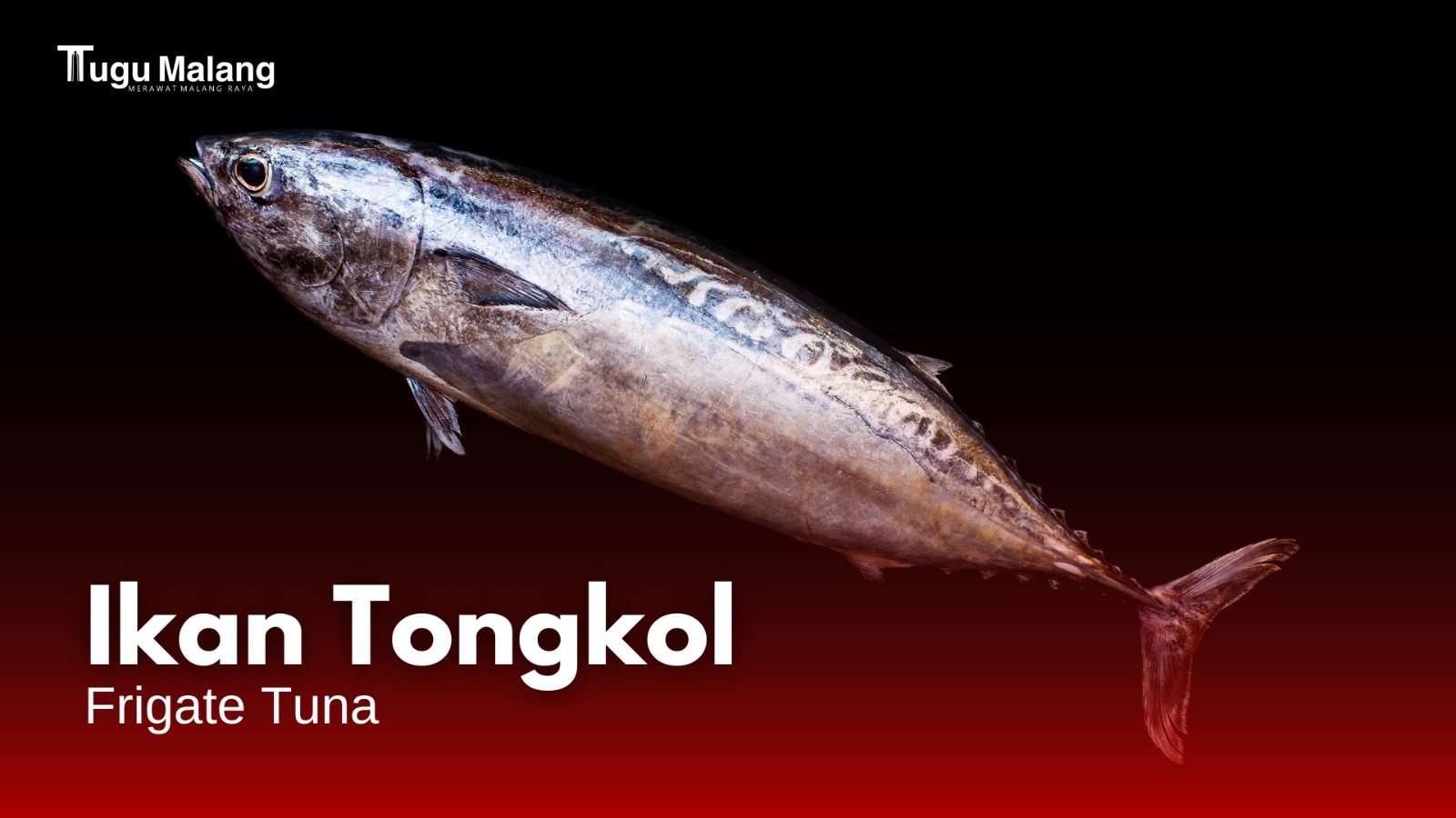 Ikan tongkol sebagai ikan terbanyak diperoleh nelayan Kabupaten Malang. 