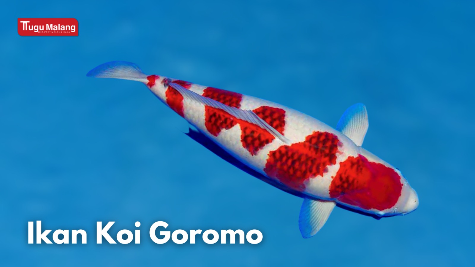 Ikan Koi Goromo. 