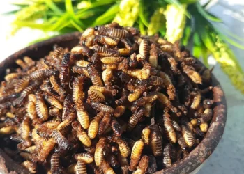 Ilustrasi Laron Goreng.