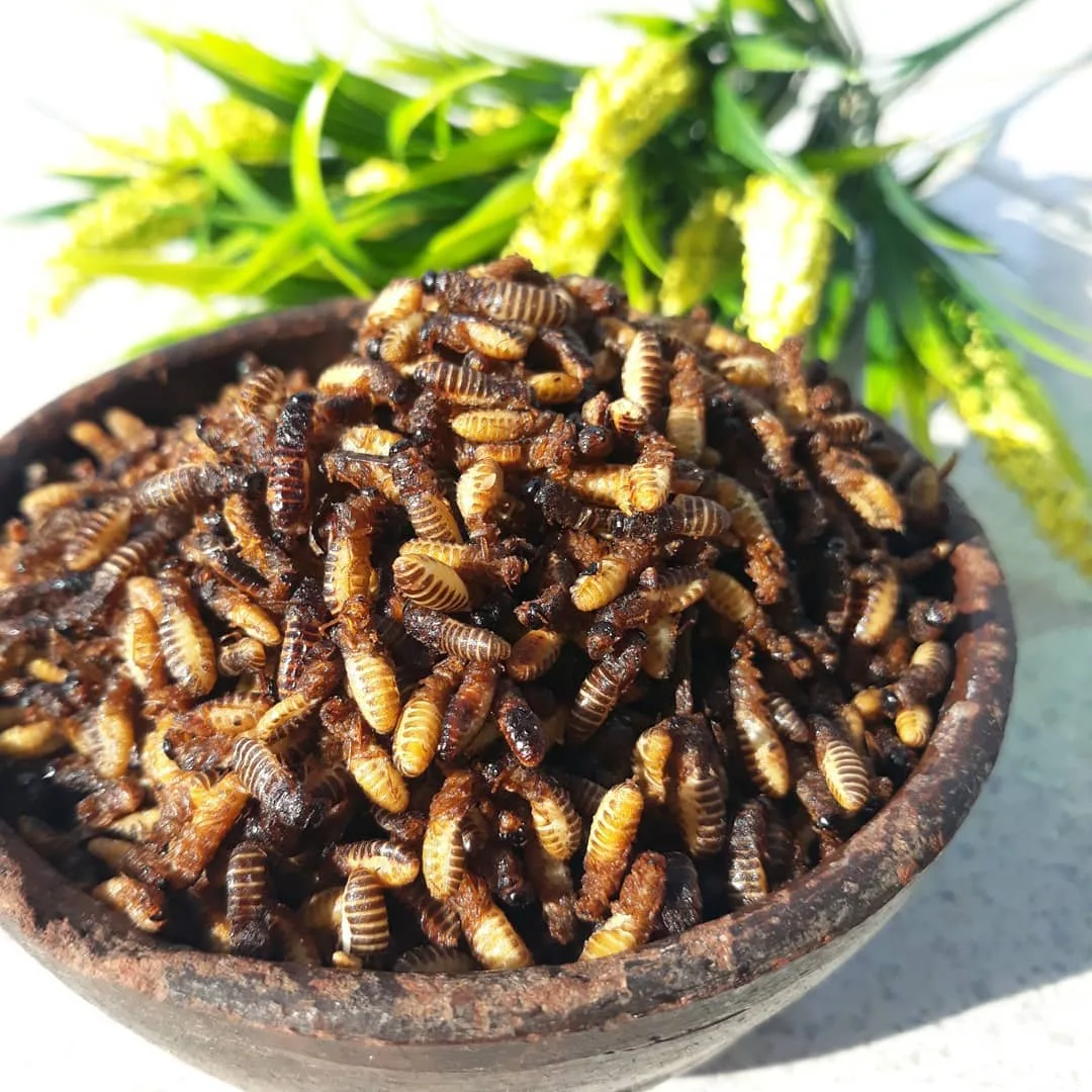 Ilustrasi Laron Goreng.