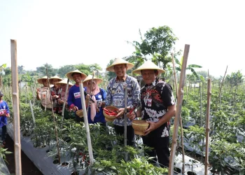 Pj Wali Kota Malang, Dr. Ir. Wahyu Hidayat, MM, memanen cabai secara simbolis.
