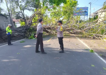Tertimpa pohon tumbang