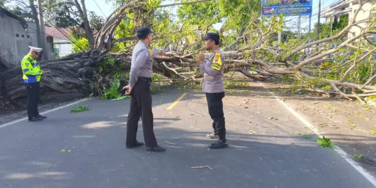 Tertimpa pohon tumbang