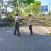 Tertimpa pohon tumbang