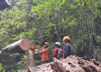 darurat bencana