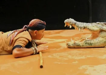 Predator fun park