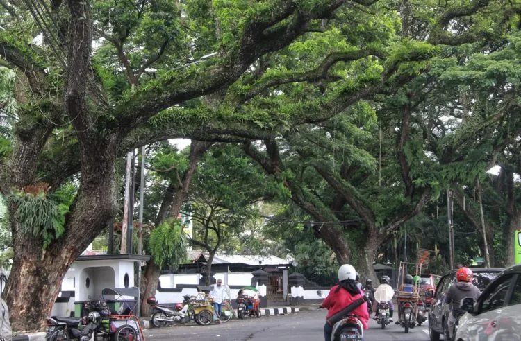 pohon tumbang