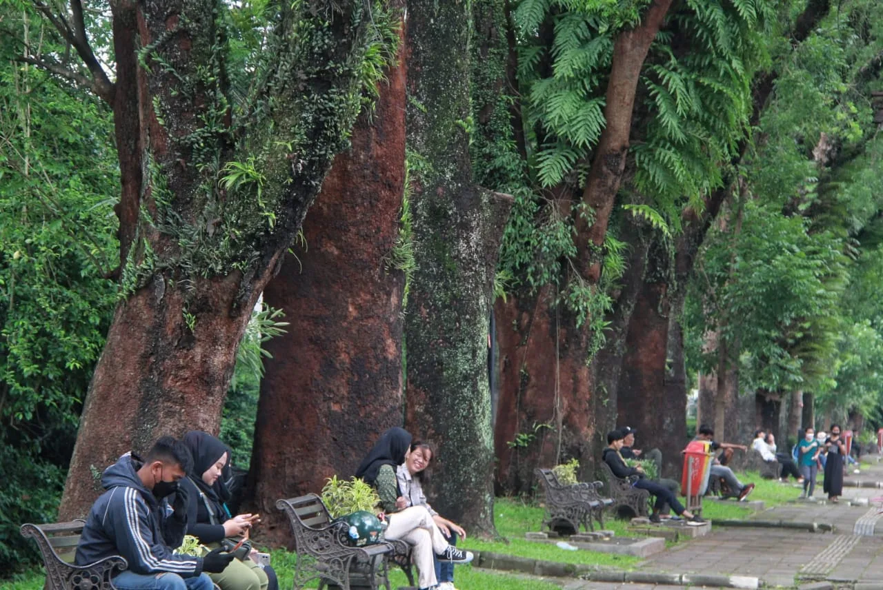 Waspadai pohon tumbang