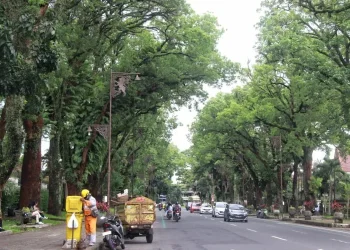 waspada pohon tumbang