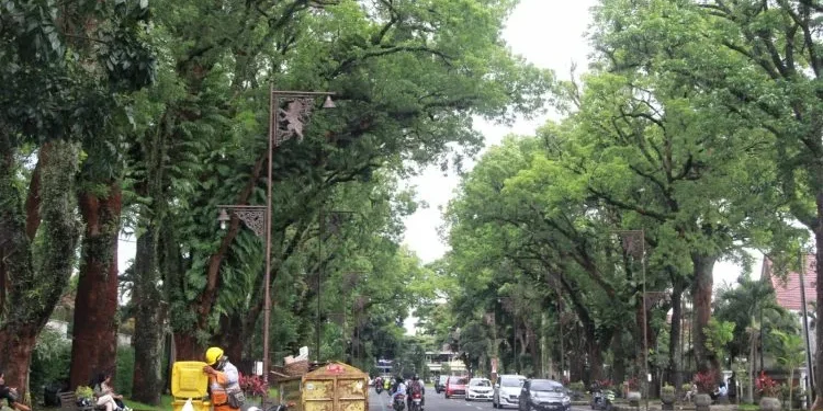 waspada pohon tumbang