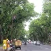 waspada pohon tumbang