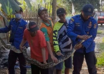 Petugas Damkar Kabupaten Malang berhasil mengevakuasi ular piton di Kecamatan Pakis.