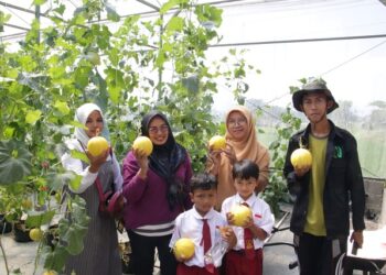 Hasil panen melon di Kebun Melon Puspa Agraria Lawang. Ini salah satu wisata petik melon di Kabupaten Malang