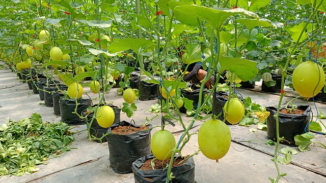 Tanaman melon di dalam greenhouse Kebun Melon Puspa Agraria.