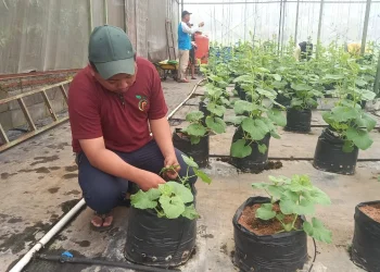 Petani gen Z mengamati prosea penyiraman tanaman menggunakan sistem drip.
