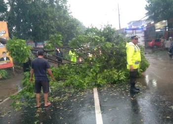pohon tumbang