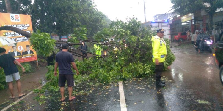 pohon tumbang