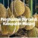 berburu buah durian