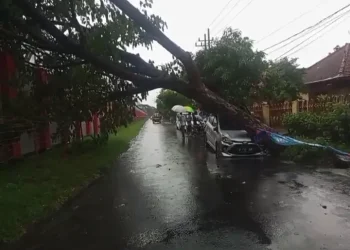Pohon tumbang