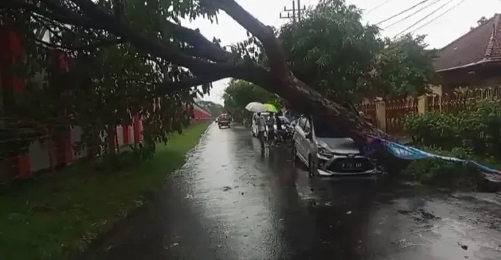 Pohon tumbang