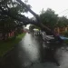 Pohon tumbang