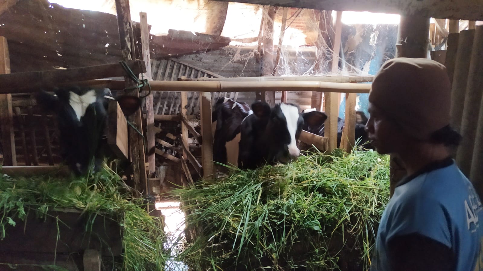 Rudik bersama hewan ternak yang setiap hari ia rawat di dalam gubuk rumahnya. Foto: Azmy