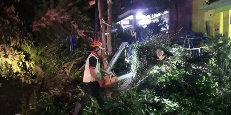 Pohon Tumbang