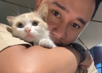 kucing
