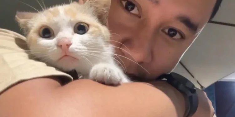 kucing