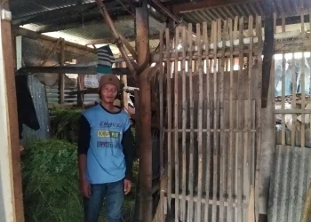 pria Sebatang kara,Kota Batu,Gubuk - Kisah Pria Sebatang Kara di Kota Batu Hidup di Gubuk Derita Bareng Sapi Ternak