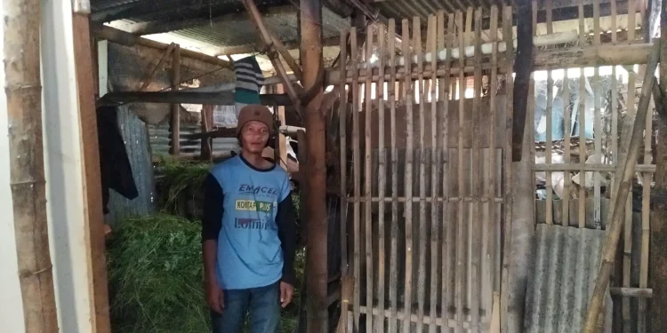pria Sebatang kara,Kota Batu,Gubuk - Kisah Pria Sebatang Kara di Kota Batu Hidup di Gubuk Derita Bareng Sapi Ternak