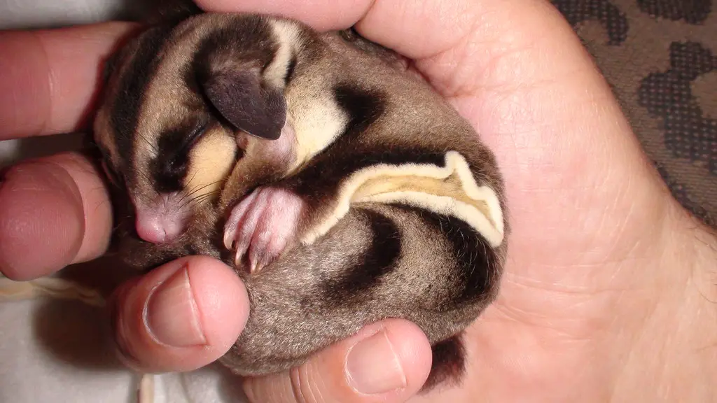 Sugar Glider( Arnold T. Schwartzenglider, flickr.com)