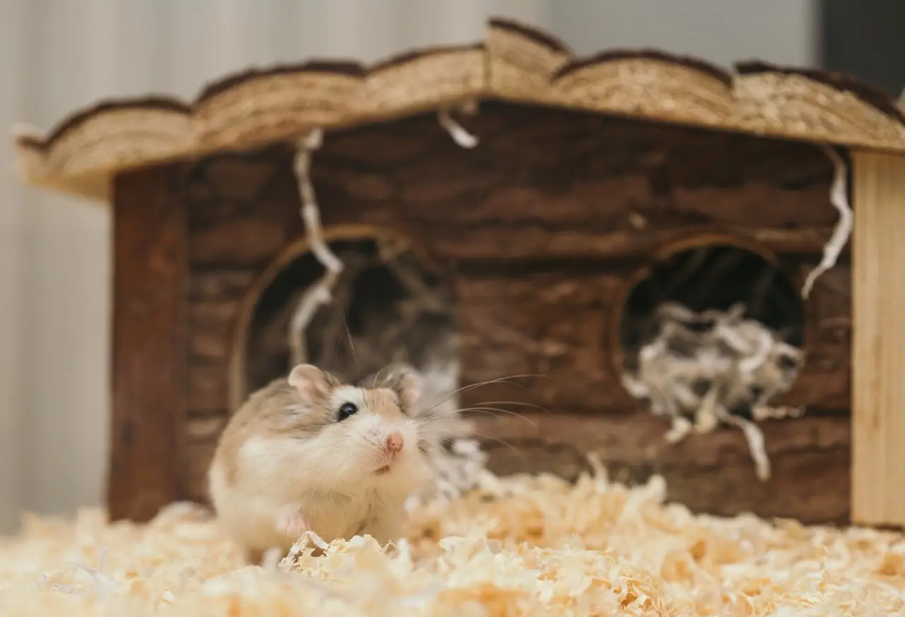 Hamster (ellie burgin, pexels)