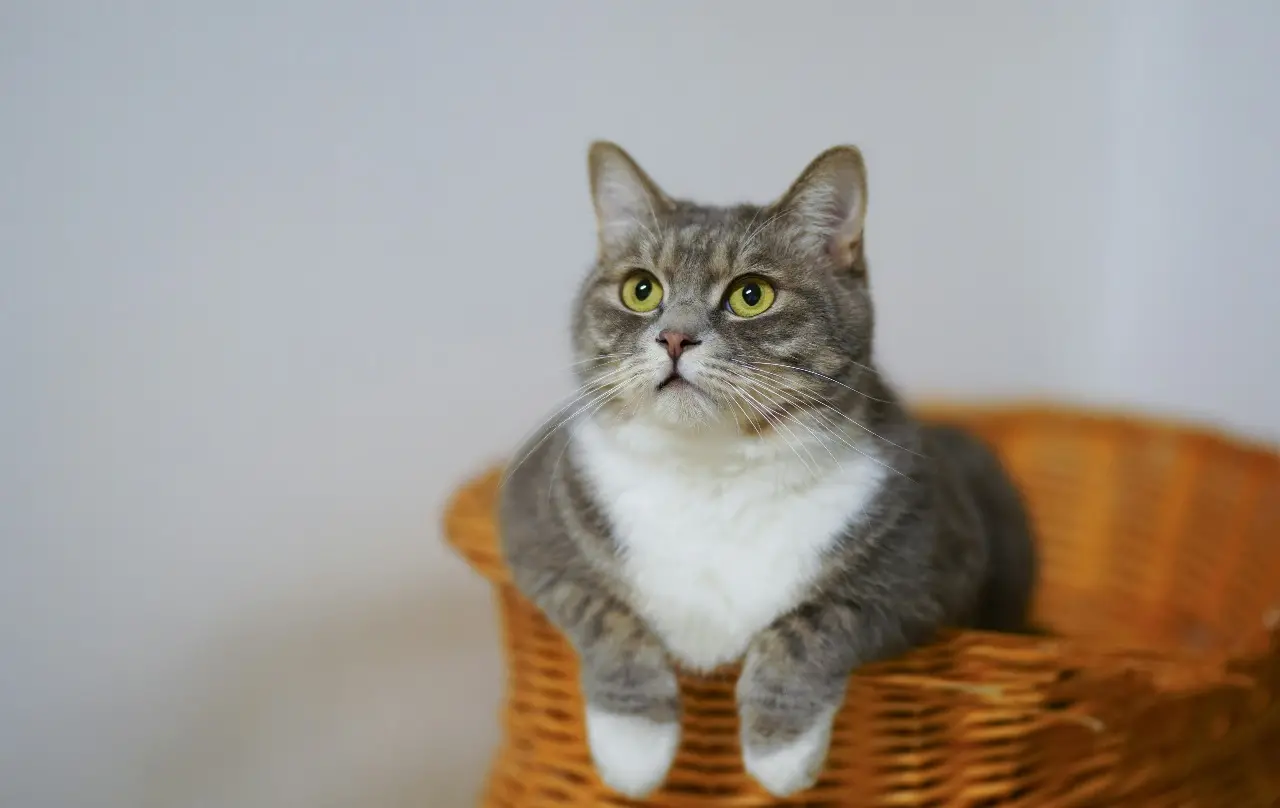 Kucing (cats coming, pexels)