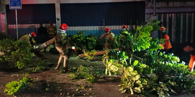 Penanganan pohon tumbang di Desa Oro-Oro Ombo, Kota Batu, Selasa (12/3/2024). Dalam sehari, sudah ada kejadian pohon tumbang di 6 titik. Foto: BPBD Kota Batu