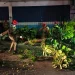 Penanganan pohon tumbang di Desa Oro-Oro Ombo, Kota Batu, Selasa (12/3/2024). Dalam sehari, sudah ada kejadian pohon tumbang di 6 titik. Foto: BPBD Kota Batu