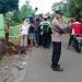 kecelakaan adu banteng
