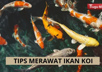tips merawat ikan koi