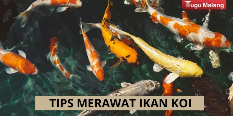 tips merawat ikan koi
