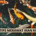 tips merawat ikan koi